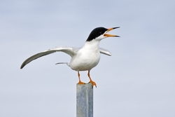 Forsters Tern