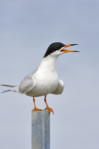 Forsters Tern