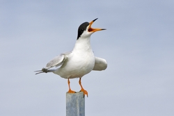 Forsters Tern