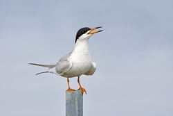 Forsters Tern