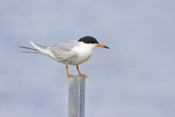 Forsters Tern