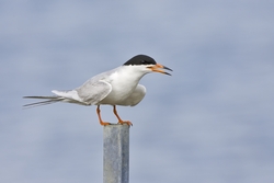 Forsters Tern