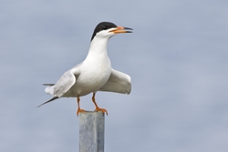 Forsters Tern