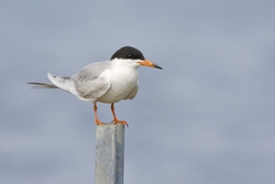 Forsters Tern