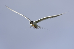Forsters Tern