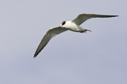 Forsters Tern