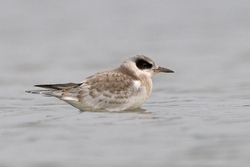 Forsters Tern