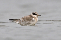 Forsters Tern