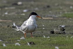 Forsters Tern