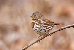 Fox Sparrow