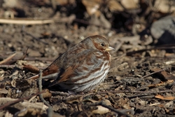 Fox Sparrow