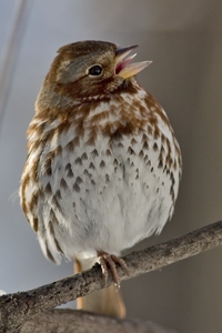 Fox Sparrow