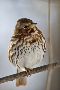 Fox Sparrow