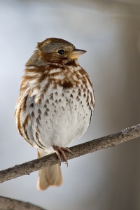 Fox Sparrow