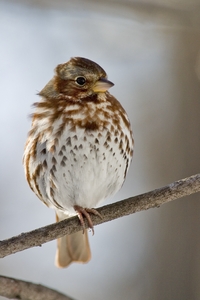 Fox Sparrow