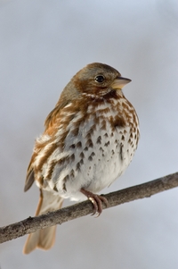 Fox Sparrow