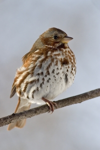 Fox Sparrow