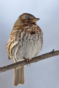 Fox Sparrow