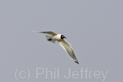 Franklin's Gull