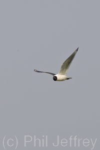 Franklin's Gull