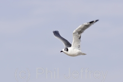 Franklin's Gull