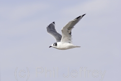 Franklin's Gull