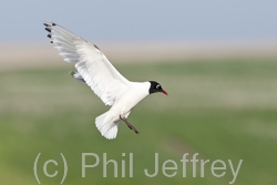 Franklin's Gull