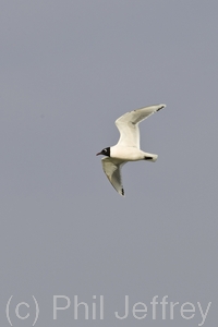 Franklin's Gull