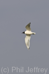 Franklin's Gull