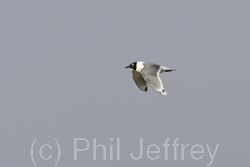 Franklin's Gull