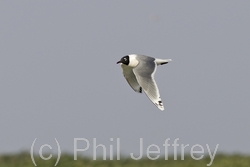 Franklin's Gull