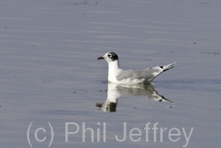 Franklin's Gull