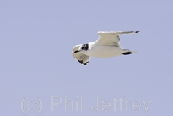 Franklin's Gull