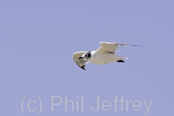 Franklin's Gull