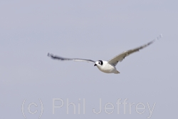 Franklin's Gull