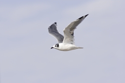 Franklins Gull