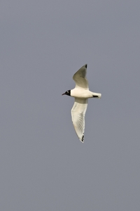 Franklins Gull