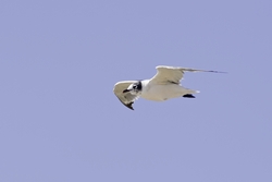 Franklins Gull
