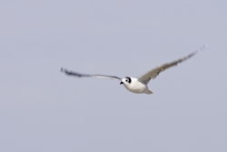 Franklins Gull