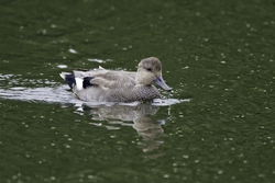 Gadwall