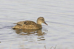 Gadwall