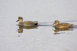 Gadwall
