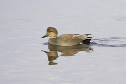 Gadwall