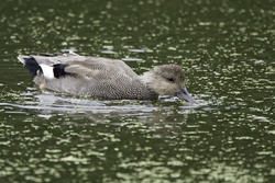 Gadwall