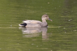Gadwall