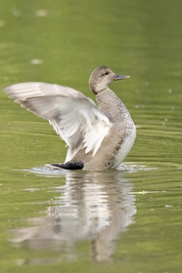 Gadwall