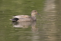 Gadwall