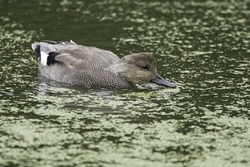 Gadwall