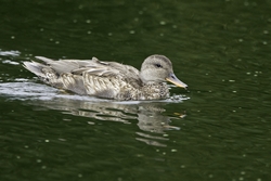 Gadwall