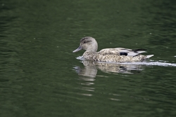 Gadwall